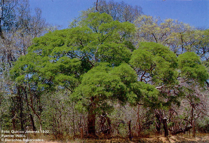 Image of lignum-vitae