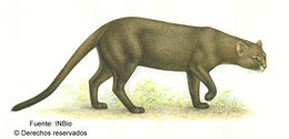 Image of Jaguarundi