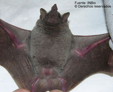 Image of Long-tongued Bats.