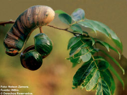 Inga densiflora Benth. resmi