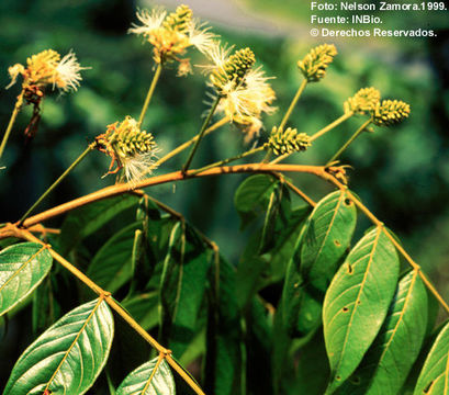 Inga densiflora Benth. resmi