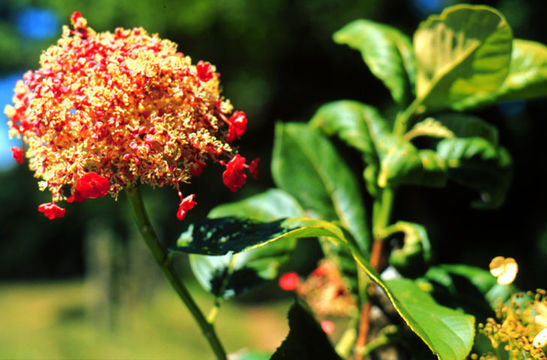 Image of Hydrangea peruviana Moric.