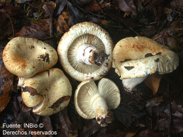 Image of <i>Lactarius deceptivus</i> Peck. 1885