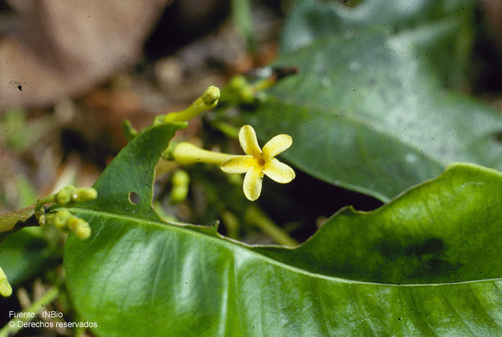Image of Lacmellea speciosa R. E. Woodson