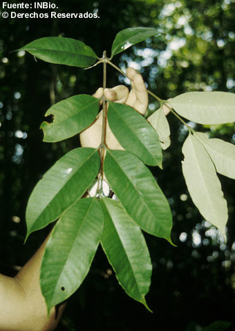 Image of Lacmellea speciosa R. E. Woodson