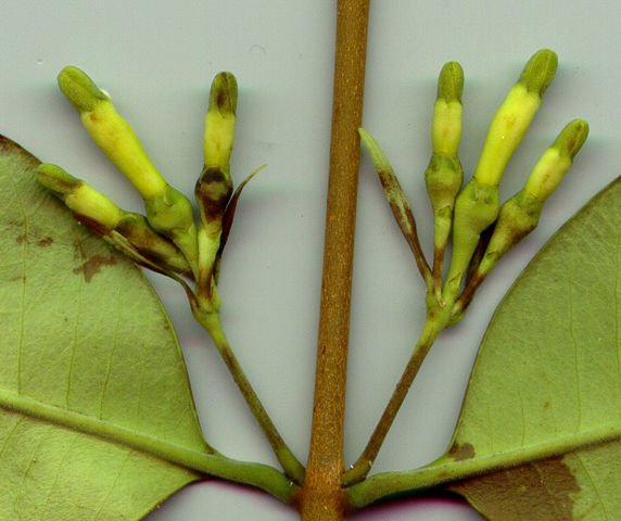 Image of Lacmellea zamorae J. F Morales