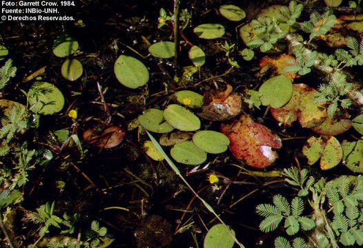 Image of Hydrocleys parviflora Seub.