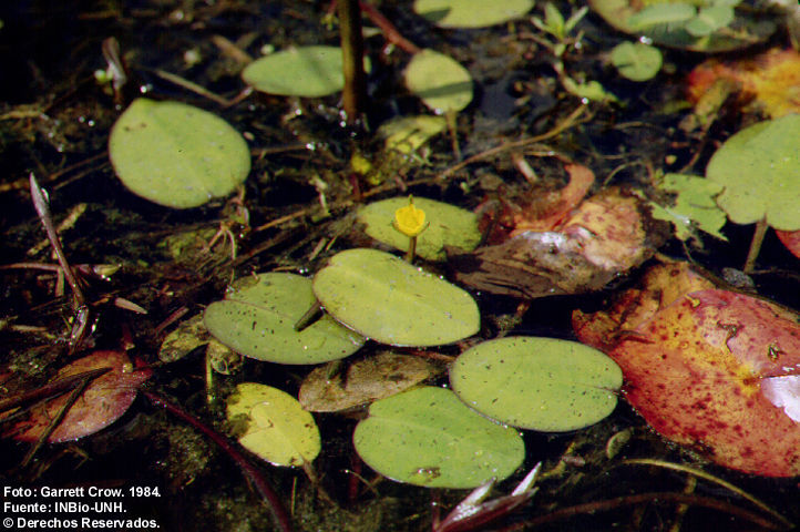 Image of Hydrocleys parviflora Seub.