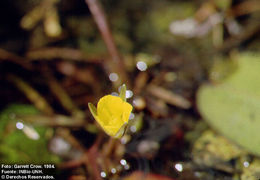 Image of Hydrocleys parviflora Seub.