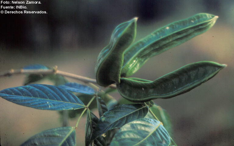 Image of Inga sapindoides Willd.