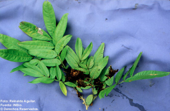 Image of Inga bracteifera N. Zamora & T. D. Penn.