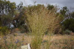 Image of Austrostipa nodosa (S. T. Blake) S. W. L. Jacobs & J. Everett