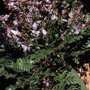 Image of Jacaranda copaia (Aubl.) D. Don