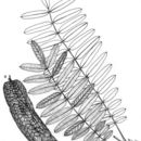 Hymenolobium mesoamericanum H. C. Lima的圖片