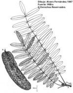 Image of Hymenolobium mesoamericanum H. C. Lima