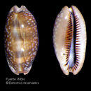 Image of Panamanian deer cowrie