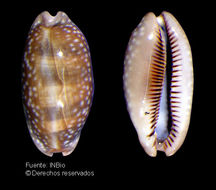 Image of Panamanian deer cowrie