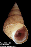 Image of Littoraria aberrans (Philippi 1846)