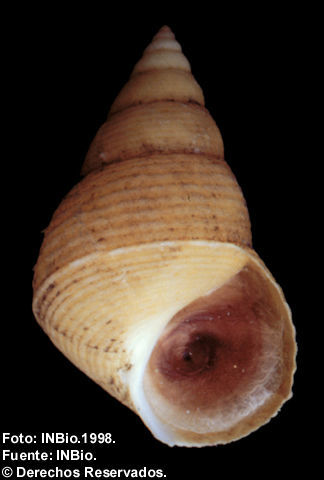 Image of Littoraria aberrans (Philippi 1846)