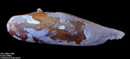 Image of <i>Lithophaga aristata</i>