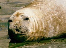 Image of South Atlantic Elephant-seal