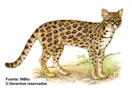 Image of little spotted cat