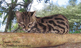 Image of little spotted cat