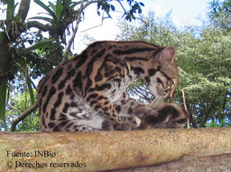 Image of little spotted cat