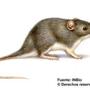 Image of Salvin's spiny pocket mouse