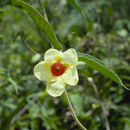 Image of Mandevilla hirsuta (Richard) Malme