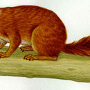 Image of Central American Dwarf Squirrel