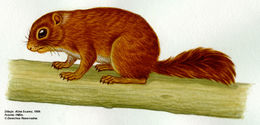 Imagem de Microsciurus J. A. Allen 1895