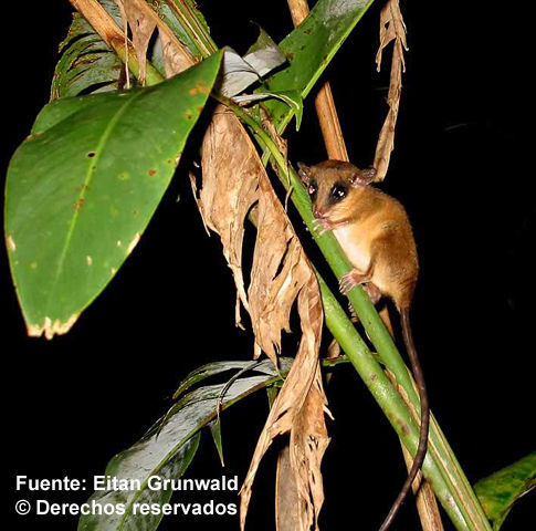 Image of mouse opossum