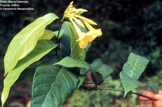 صورة Odontadenia verrucosa (Roem. & Schult.) K. Schum. ex Markgr.