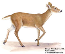 Image of even-toed ungulates