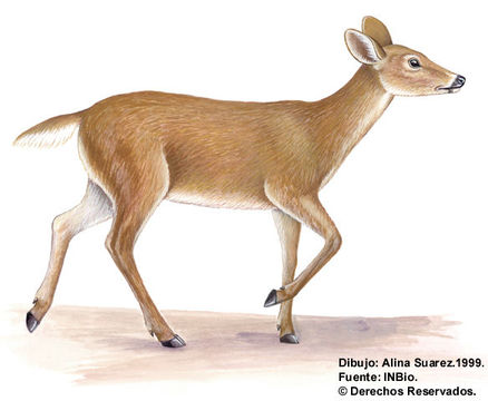 Image of even-toed ungulates