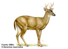 Image of even-toed ungulates