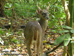 Image of even-toed ungulates