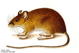 Image of <i>Oryzomys talamancae</i> J. A. Allen 1891