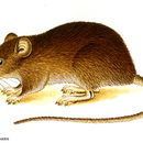 Image of Coues's Rice Rat