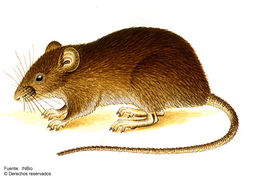 Image of rice rats