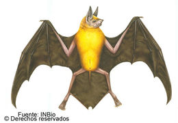 Image of bulldog bat