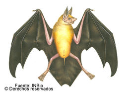 Image of bulldog bat