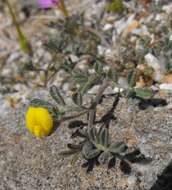 Image of strigose bird's-foot trefoil