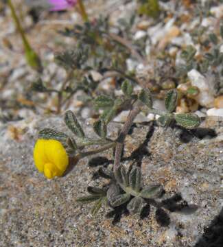 Image of strigose bird's-foot trefoil