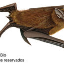 Image de lesser dog-like bat