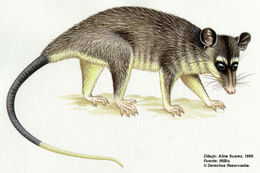 Image of Gray and black four-eyed opossum