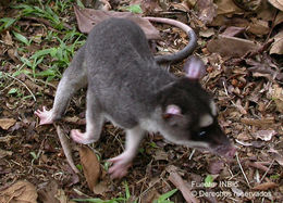 Image of Gray and black four-eyed opossum