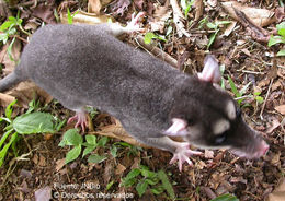 Image of Gray and black four-eyed opossum