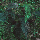 Image of mountain silverback fern